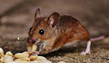 24 Hour & Emergency Exterminators in Maxwelton, WV